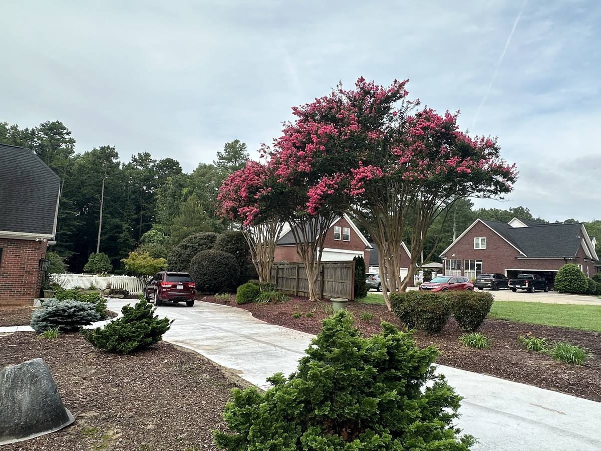 AHC TREE work