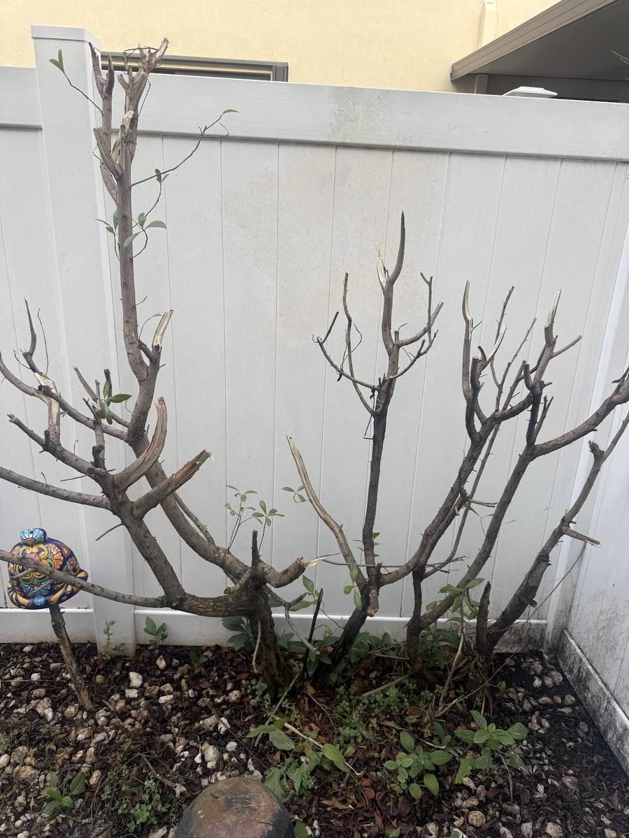 El Chino Tree work
