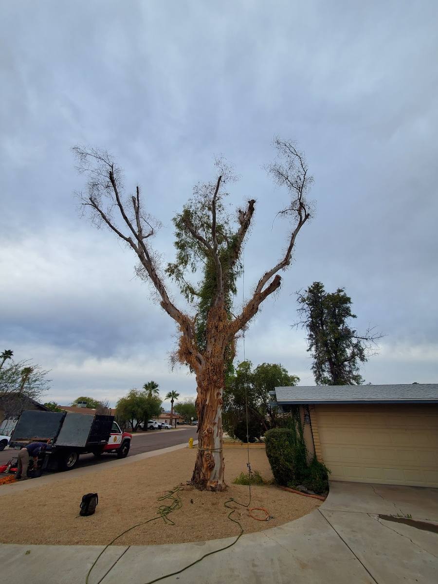 Osorio Tree and Land work