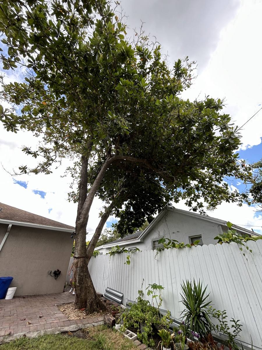 Premium Tree work