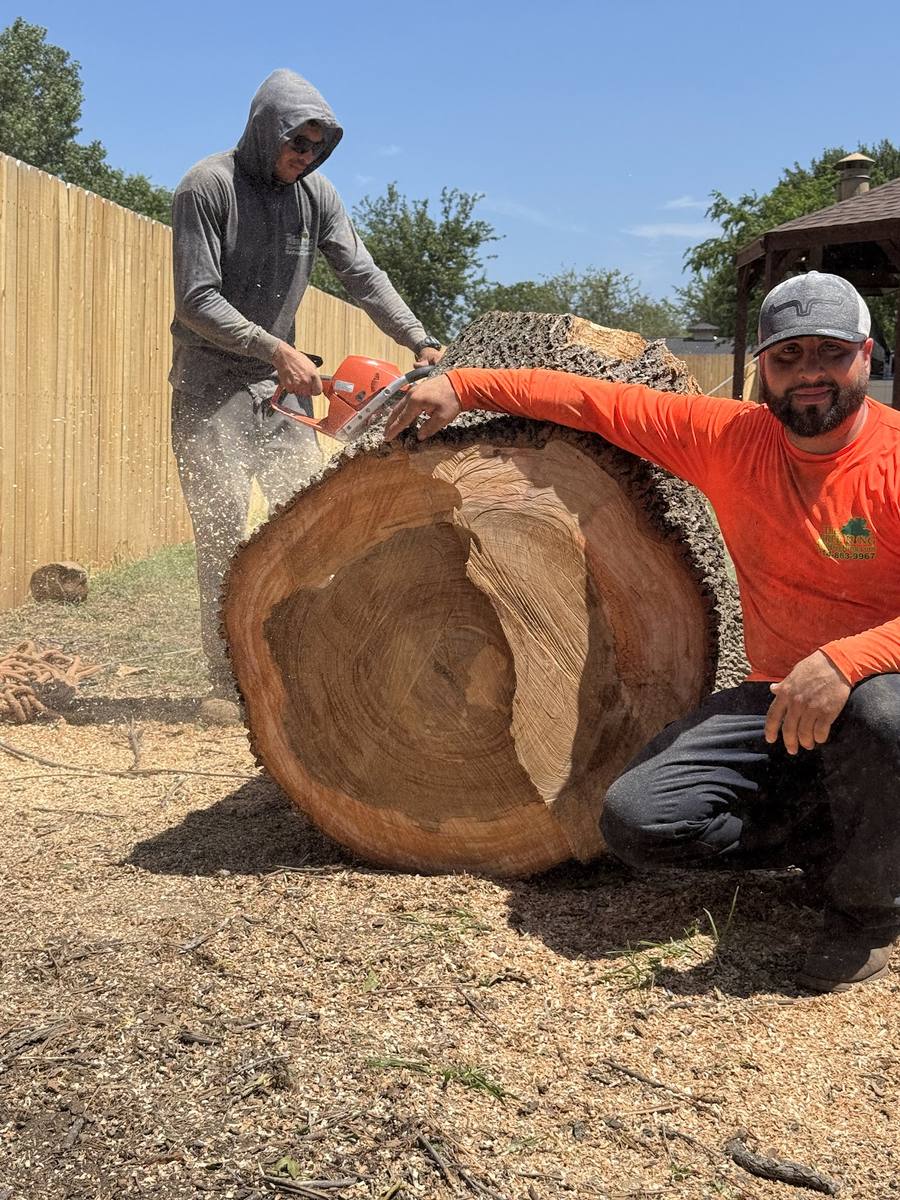 The Tree King work