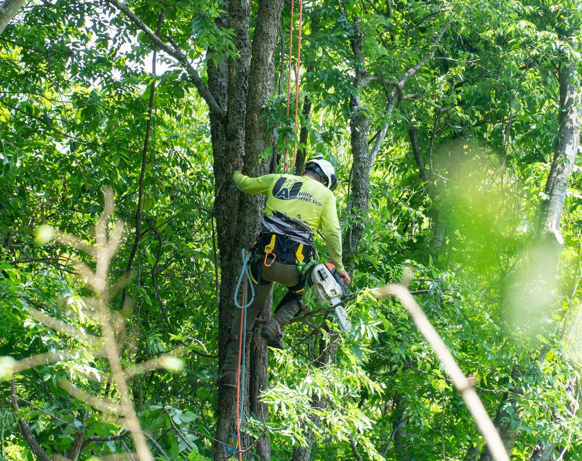 Utility Arborist of Te work